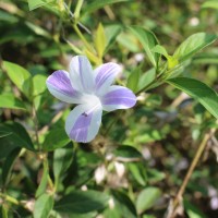 Barleria cristata L.